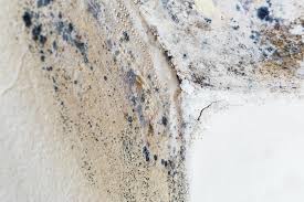 Mold Odor Removal Services in Findlay, OH